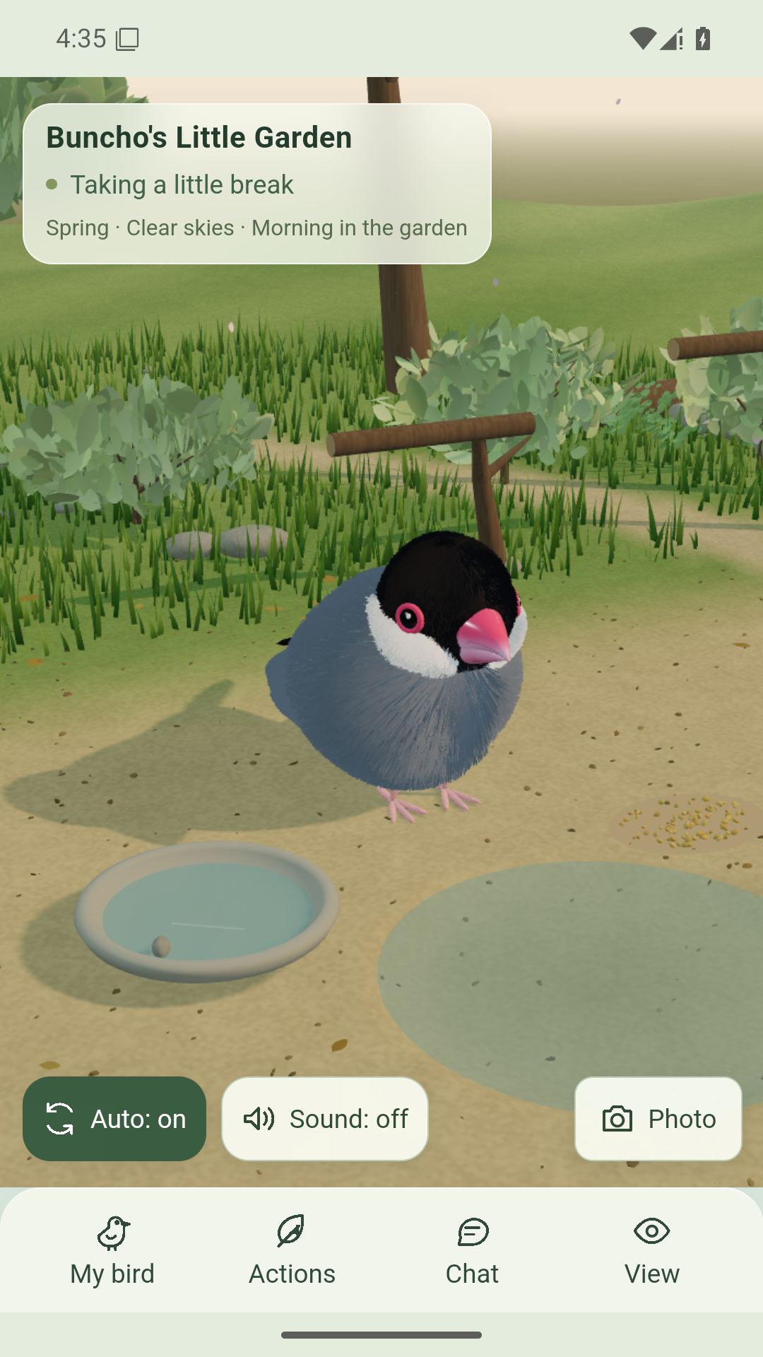Actual English Android screen showing a Java sparrow beside its water dish, with Photo, Actions and Chat controls.